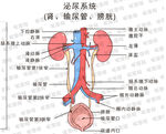 肾脏及泌尿系统解剖图
