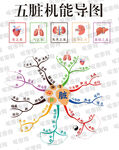 五脏机能关系思维导图