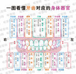 牙齿对应身体器官海报