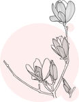 手绘淡雅玉兰花枝图 矢量图