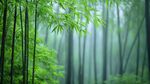 翠绿竹林 弥漫清新雾气