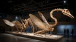 博物馆中的巨型鸟类化石展示