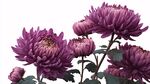 紫色菊花绽放优雅姿态
