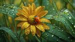 雨后黄花上的瓢虫