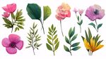 多彩花卉与绿叶插画素材