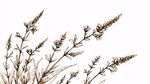手绘薰衣草植物插画