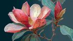 娇艳玉兰花绽放枝头