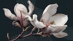 玉兰花枝特写