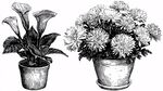 黑白盆栽花卉插画图