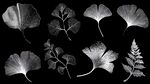 黑白植物叶片艺术展示