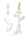 黄芪矢量素材