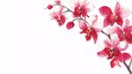 水墨风粉色兰花枝