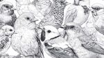 群鸟素描图