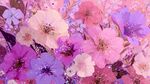 梦幻缤纷花卉绽放图
