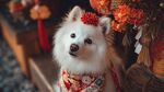 萌犬贺岁 身着华服超可爱