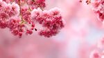 烂漫樱花绽放