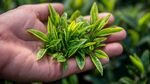 手中嫩绿新茶