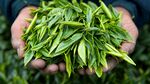 手中鲜嫩茶叶