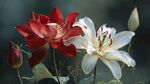 红白双花绽放的美丽瞬间