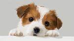 可爱萌犬探头