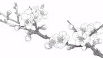 白描梅花枝