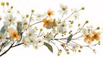 白色与橙色花朵植物枝条