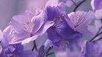 梦幻紫花绽放