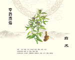中药白术中药材白术