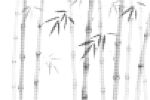 点状竹子