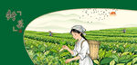 采茶春茶新茶