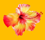 红黄渐变木槿花特写