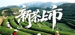 新茶上市
