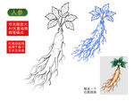人参手绘插画线稿