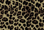 豹纹图案纹理背景