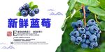蓝莓