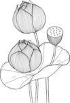 黑白线描荷花图 矢量图