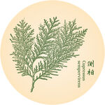 侧柏枝叶图中药材植物