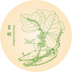 手绘葛根植物插画图