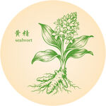 黄精中药材草本植物插画