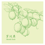 手绘罗汉果枝蔓线条图