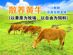 草原散养黄牛