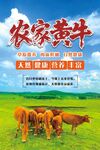 农家黄牛