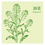 手绘油菜植物图