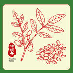 决明子插画手绘草本中药材 