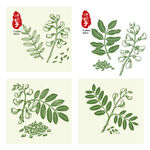 决明子植物手绘插画