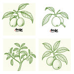 手绘枇杷植物图案集合
