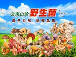 云南野生菌
