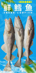 鲜鳕鱼 