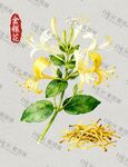 金银花插画