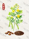 决明子种子展示